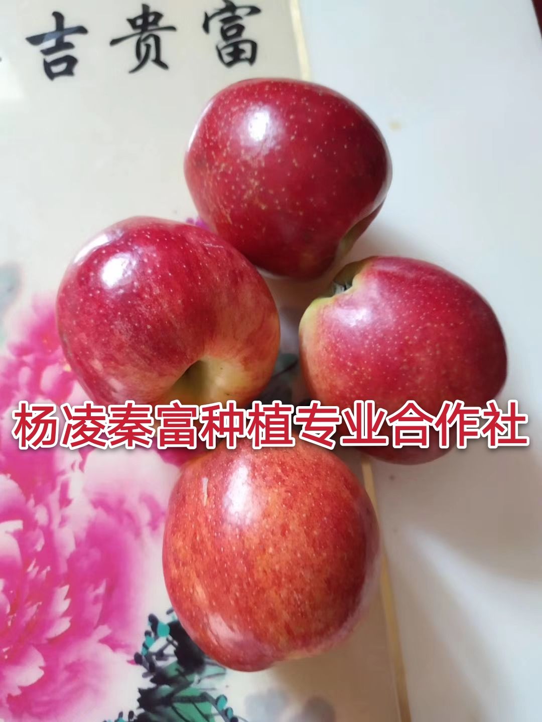 鲁丽苹果苗  【鲁  丽】乔化二年生成品苗
