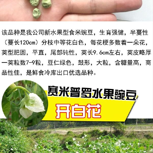 奇珍甜脆豌豆种子长寿豌豆仁甜豆蔬菜籽农家四季种植 豆荚