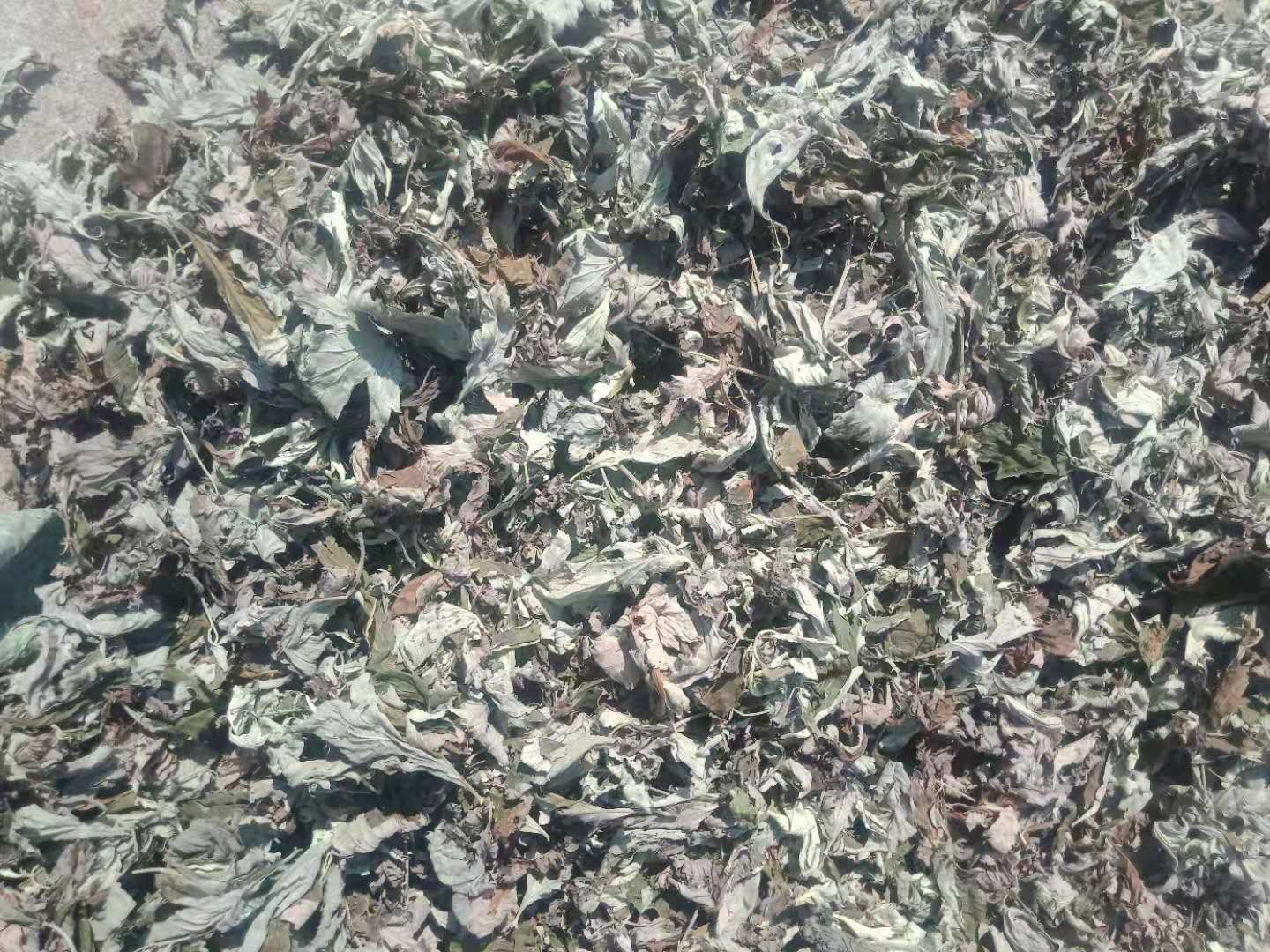  纯手工艾叶