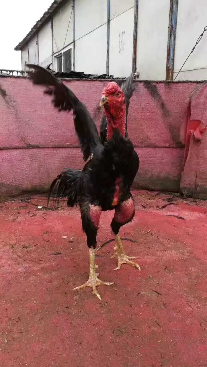 斗鸡苗  越南纯种鬼子斗鸡鬼母比赛斗鸡厂家直供！纯种！