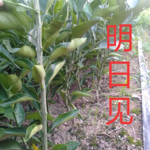 金堂县明日见柑橘苗 明日见