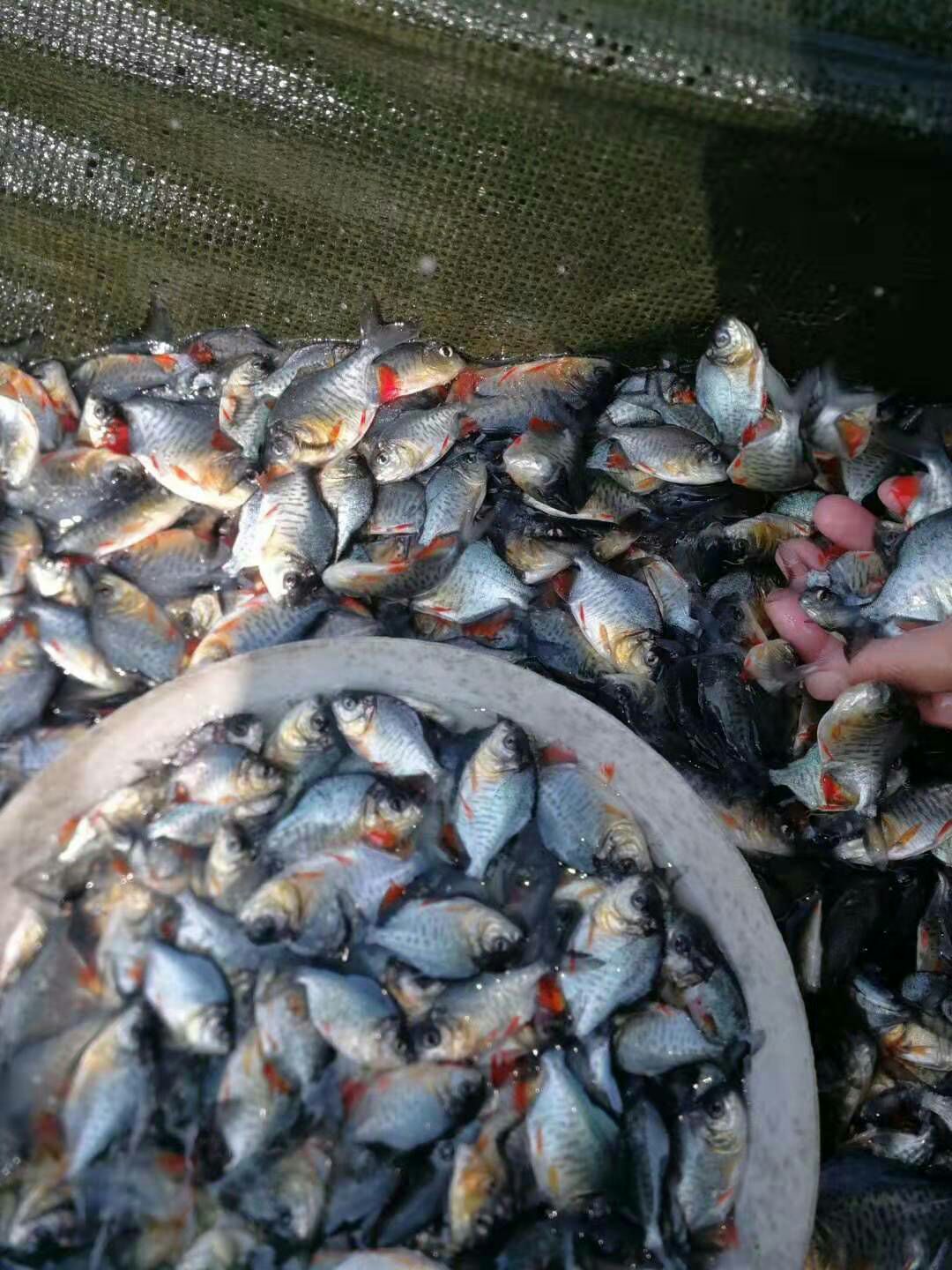 鲳鱼苗 统货