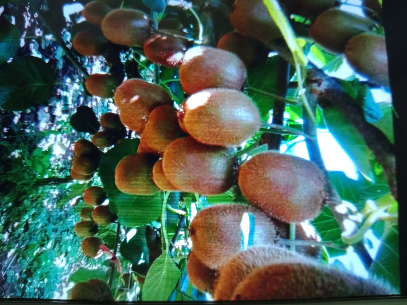 徐香猕猴桃 徐香弥猴桃高中低档！火热买卖交易中！客户积极性高