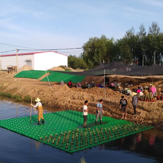 安新县水浮萍  生物浮岛， 人工浮岛！适合水生植物深水区的理想搭档。专业制作