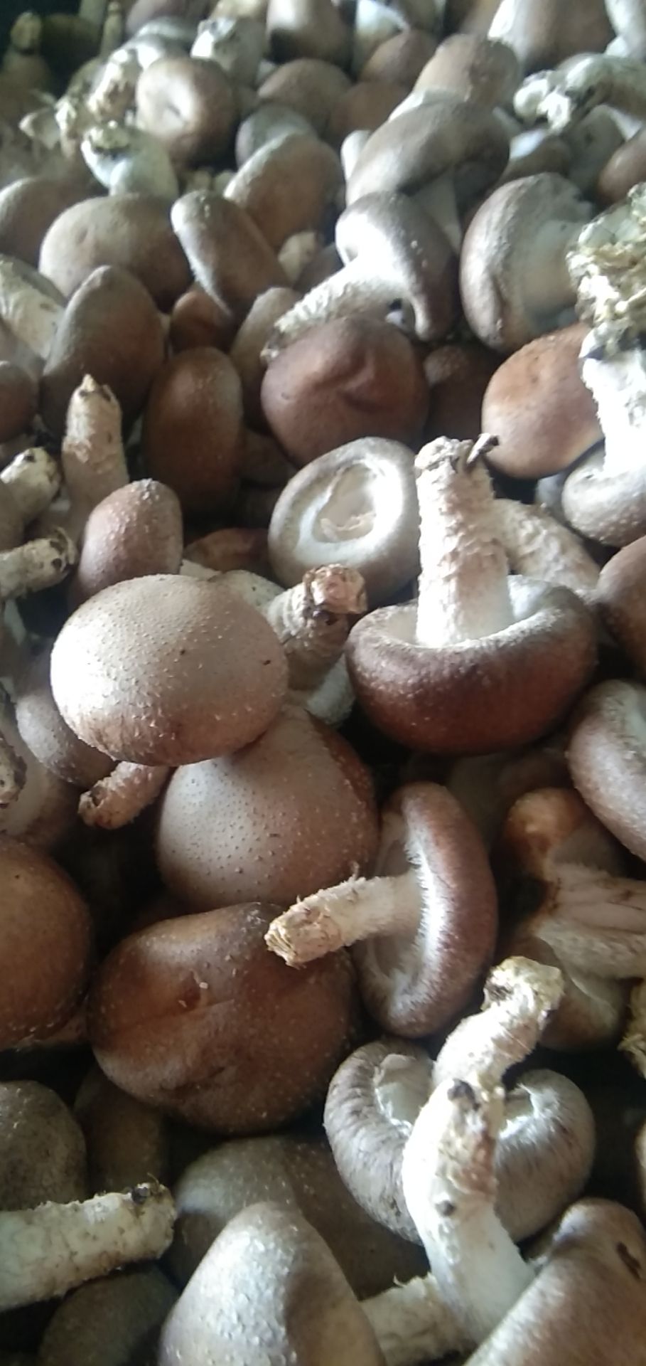  二级香菇