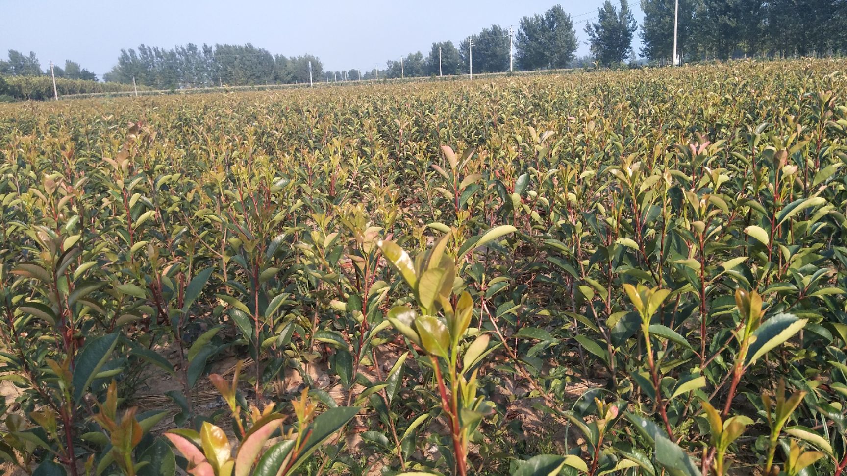  速生红叶石楠球，