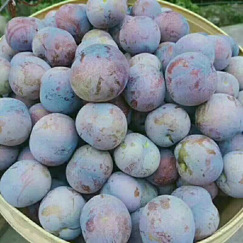 脆红李 大量上市，承接各大微商电商平台，一件代发，