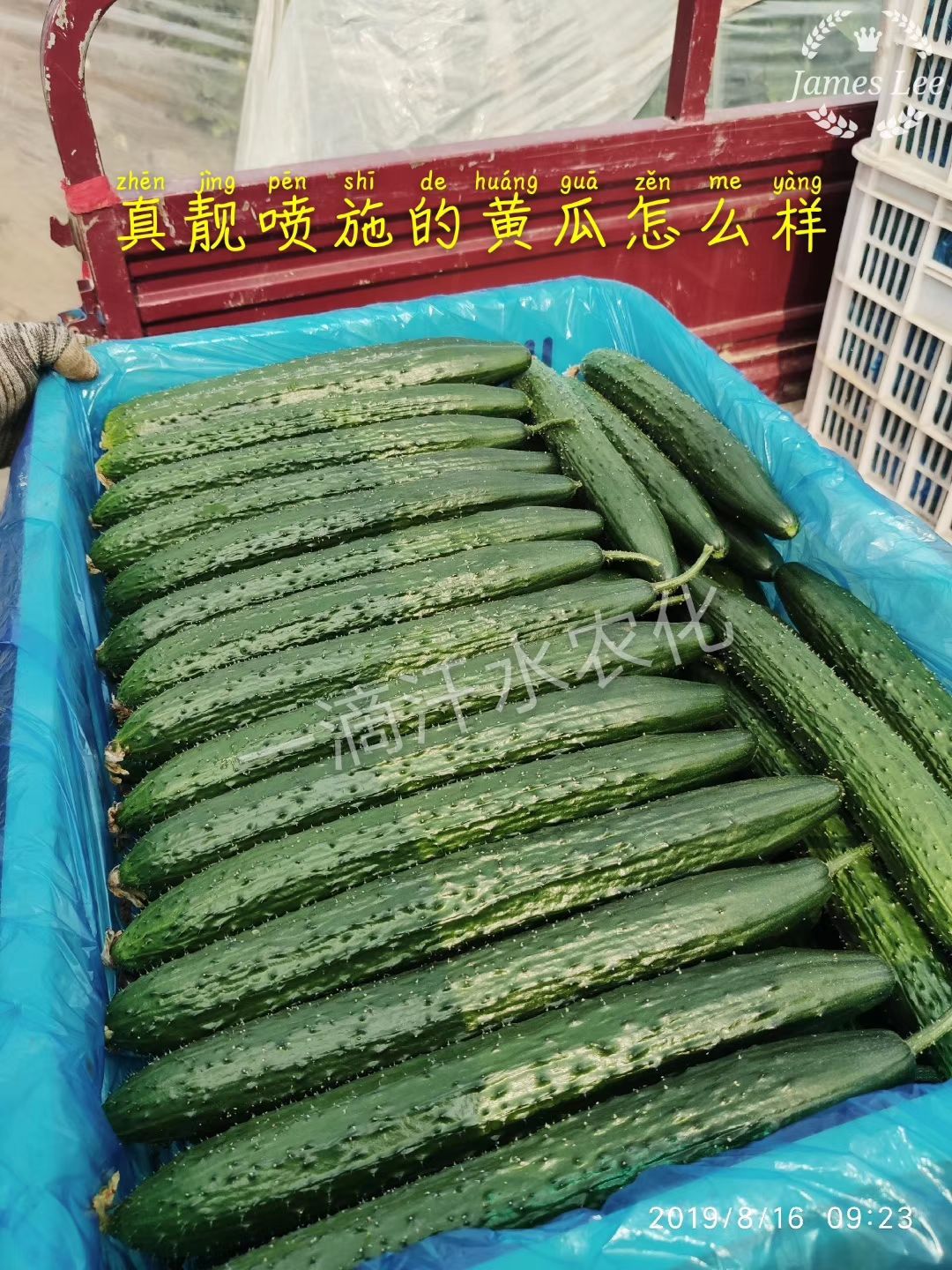 嫁接黄瓜 质量好，价格便宜，量大，欢迎老板采购