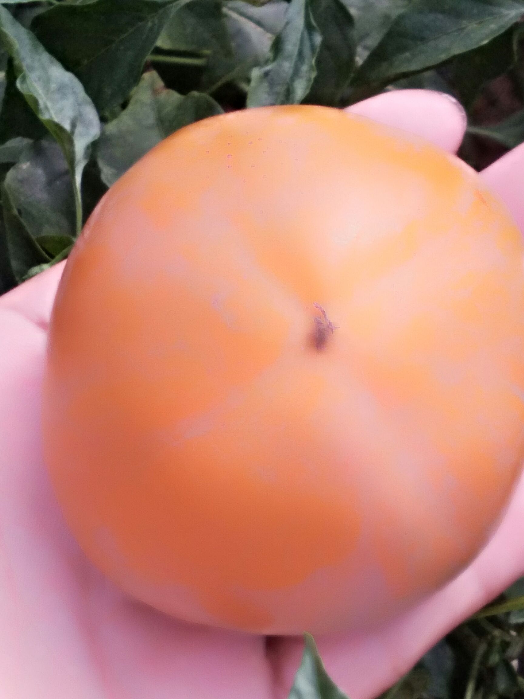  柿子香甜可口，口感好，自家种的，不含农药化肥，绿色食品