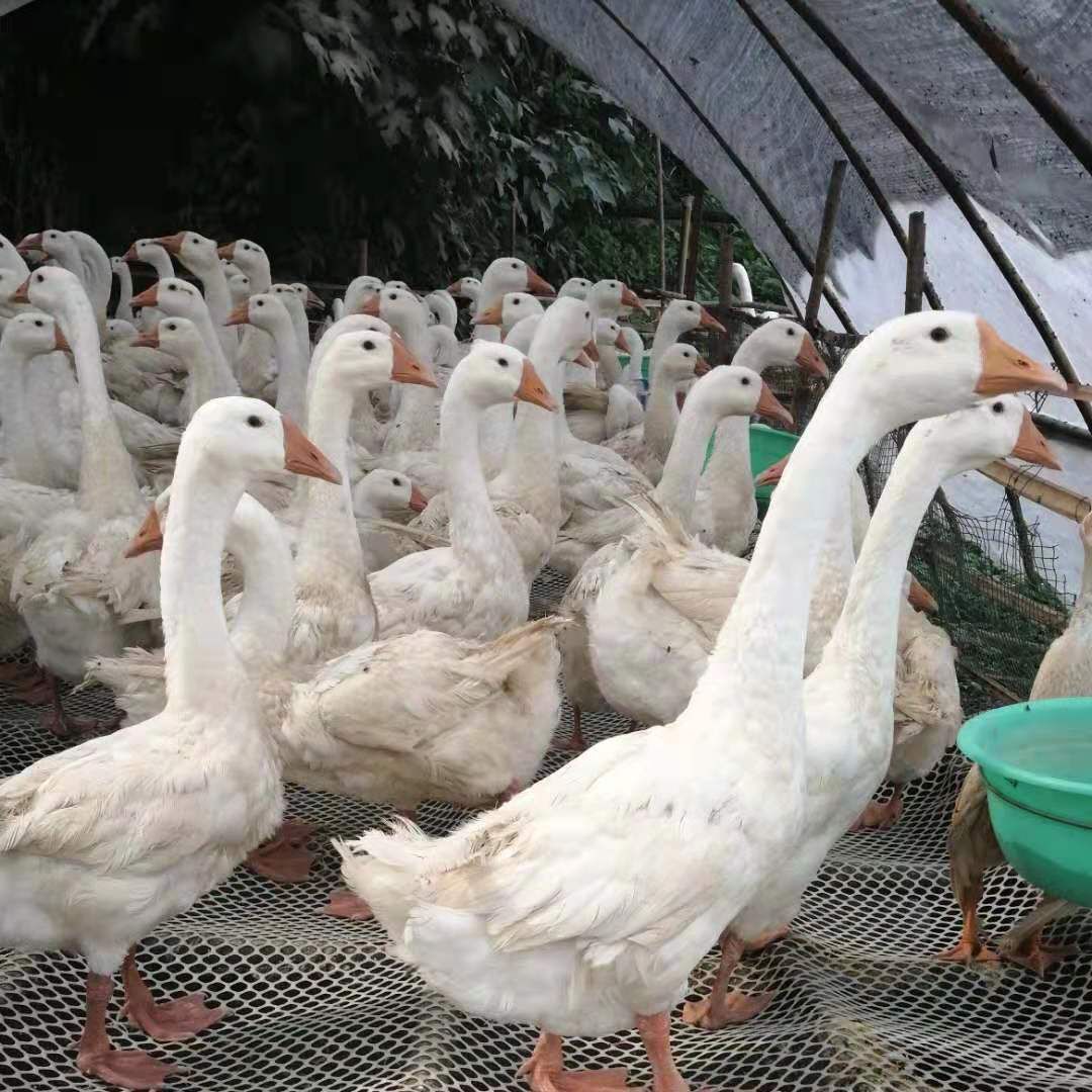  纯散养土肥鹅，单只重6—8斤，需要的可以联系我