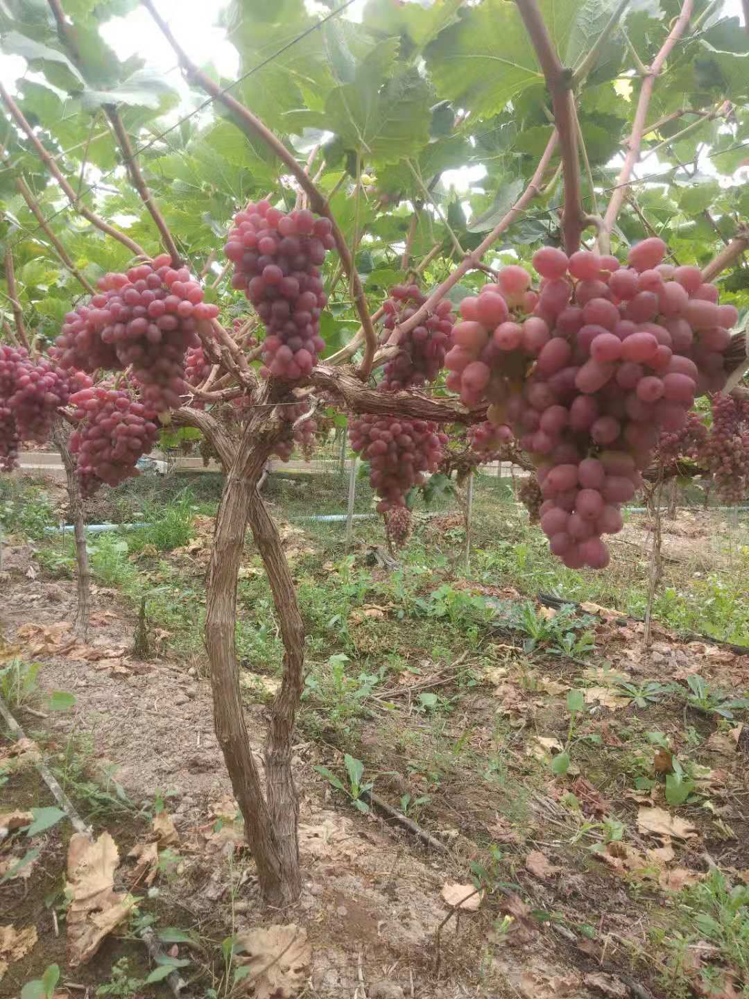  四川凉山彝族自治州克伦生精品葡萄