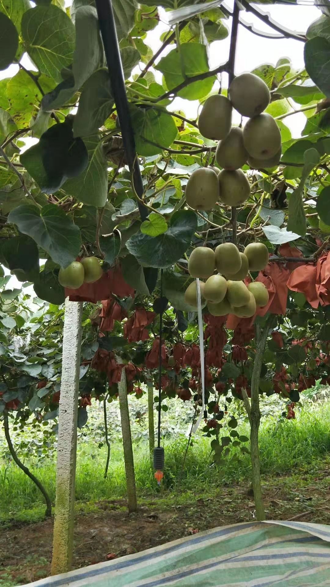 红心猕猴桃苗 红心猕猴桃,免费送种植资料