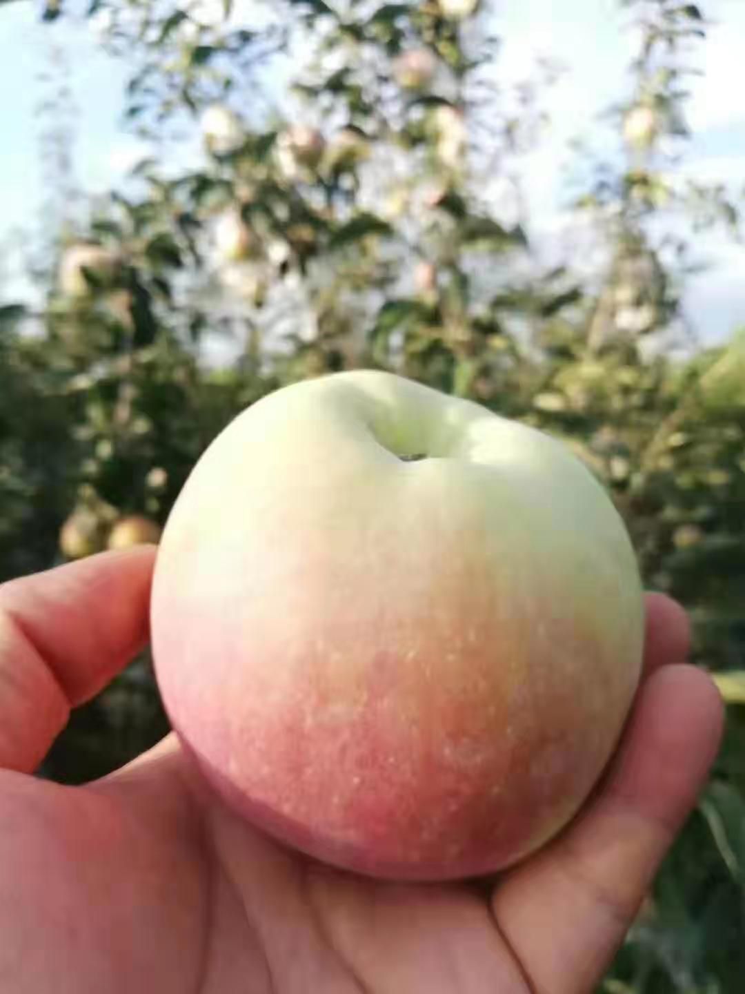  国庆优惠陕西红富士苹果70以上货品一流地头一件代发