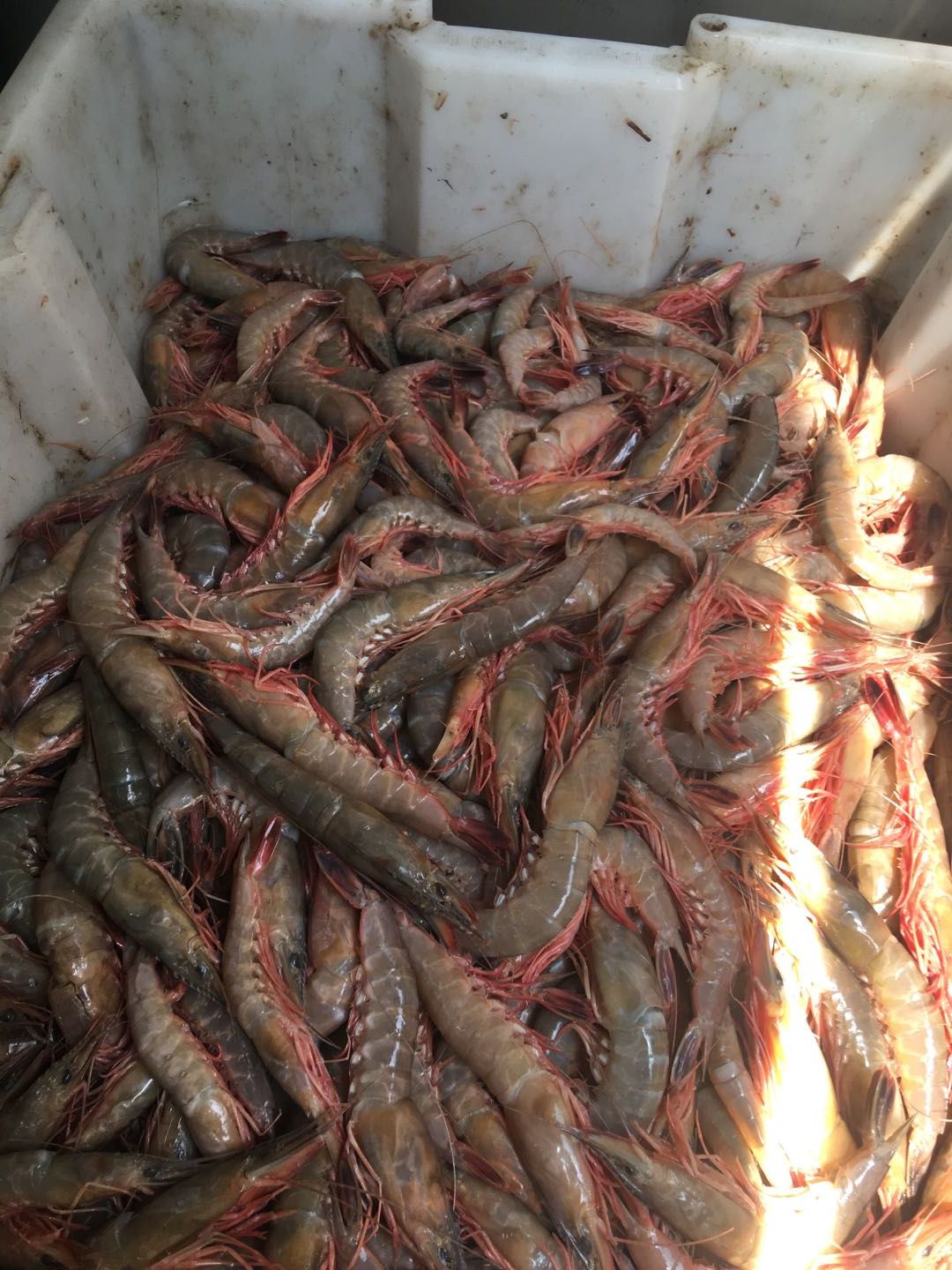 剑虾 金钩虾，鲜货。