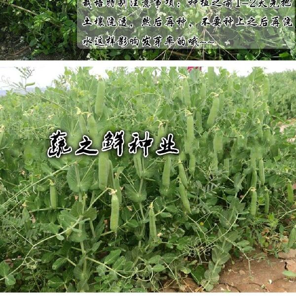 奇珍甜脆豌豆种子长寿豌豆仁甜豆蔬菜籽农家四季种植 豆荚