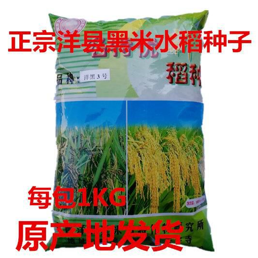 邵东市水稻种子  洋县黑稻谷黑米种子水稻高产种子1千克黑米稻种子送资料