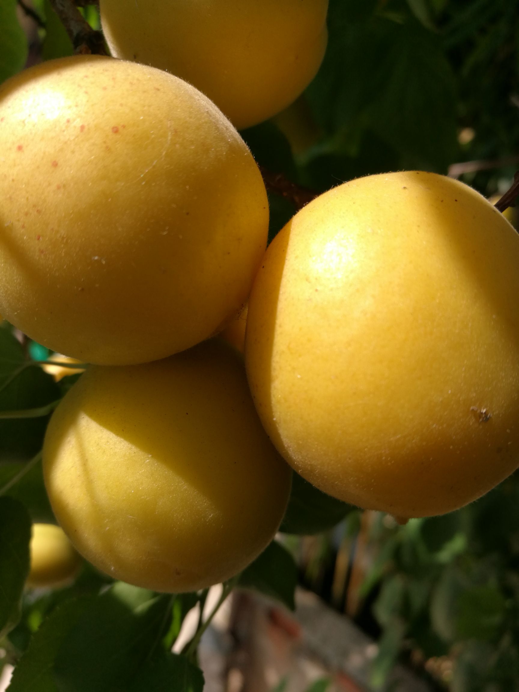  新品种杏树苗 荷兰香蜜杏