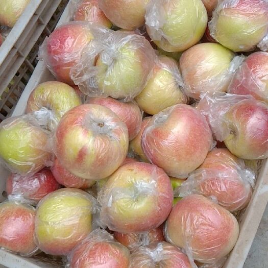日照 精品嘎啦苹果  美国8号 农户自销