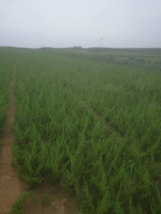 大龙柏 来来来，便宜了