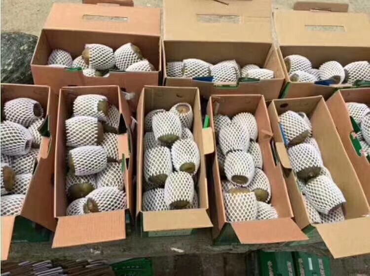  甜甜甜，“猕”上你，“桃”不掉，我家猕猴桃快快来砸单吧