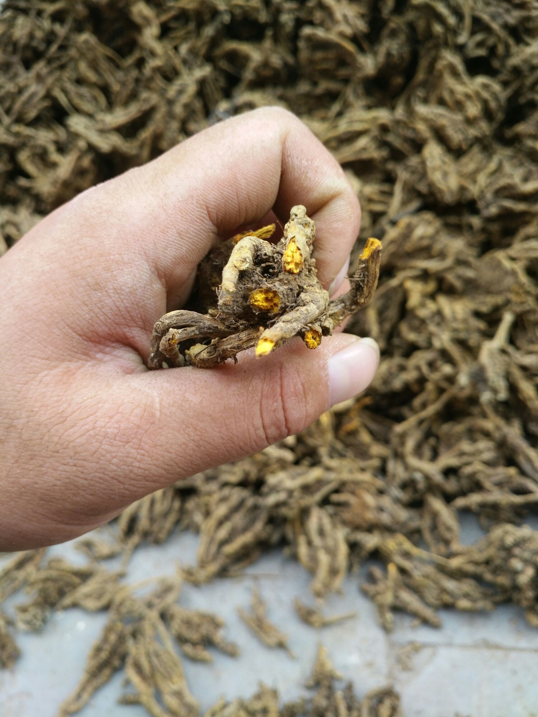 黄连需要联系我