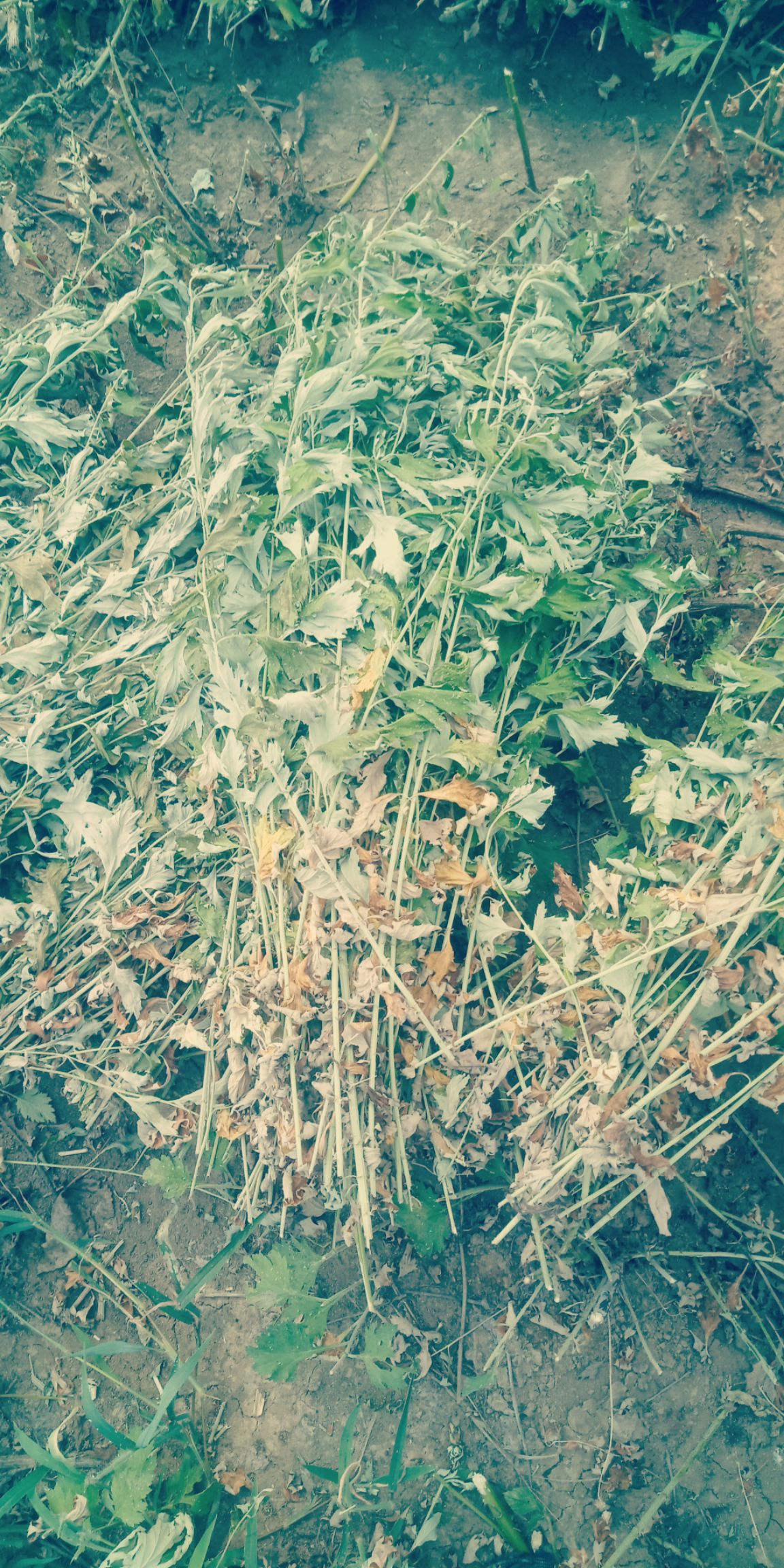  艾草棵细叶多，联系我1822635***13