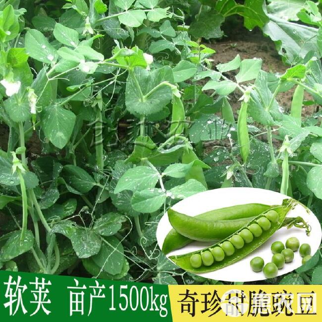 奇珍甜脆豌豆种子长寿豌豆仁甜豆蔬菜籽农家四季种植 豆荚