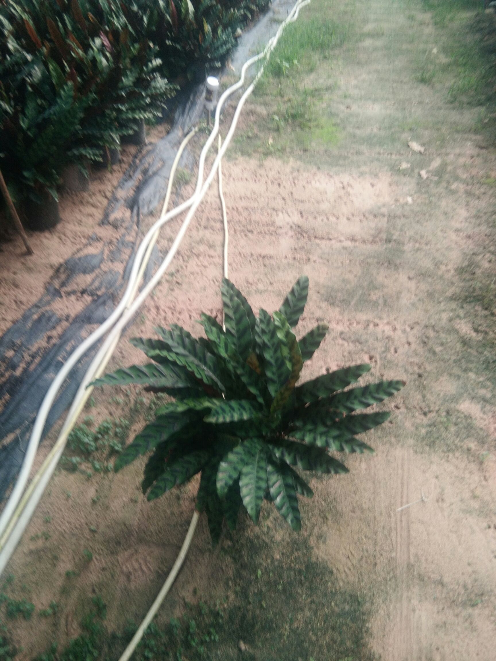  豹纹竹芋量大优惠