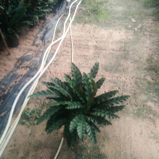 东方市 豹纹竹芋量大优惠