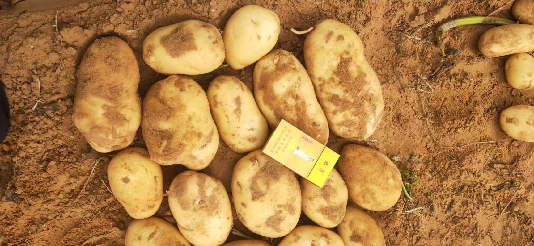 陕北纯沙地土豆