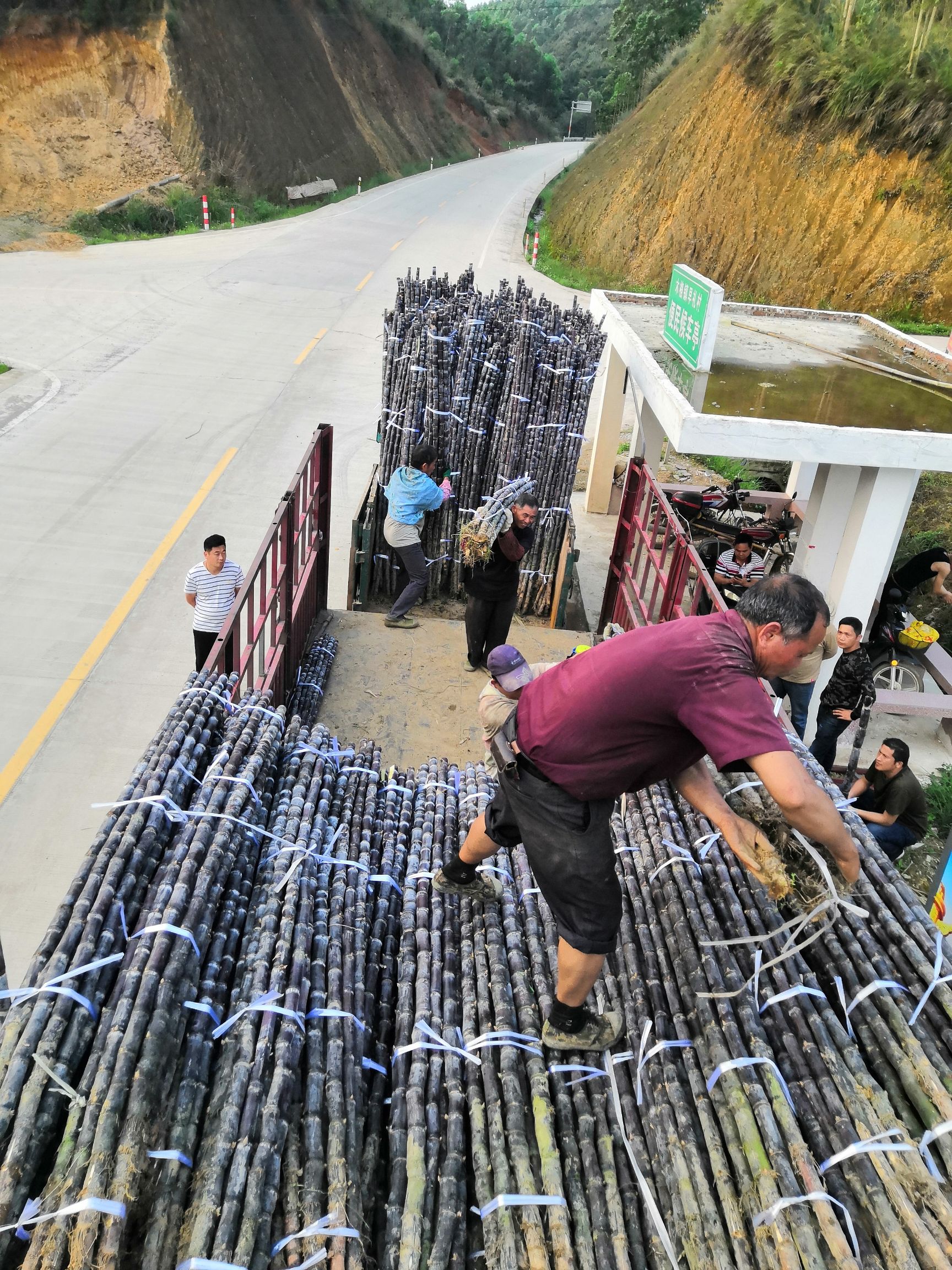  广西黑皮甘蔗180*7755*9230