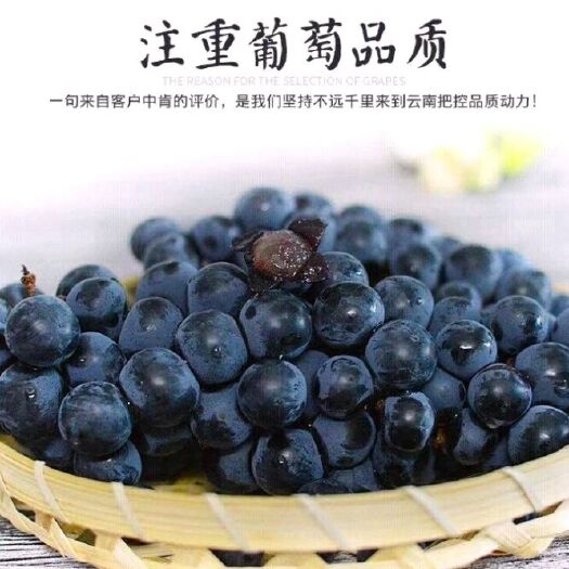 邳州市果园 40亩葡萄园转租！(夏黑)