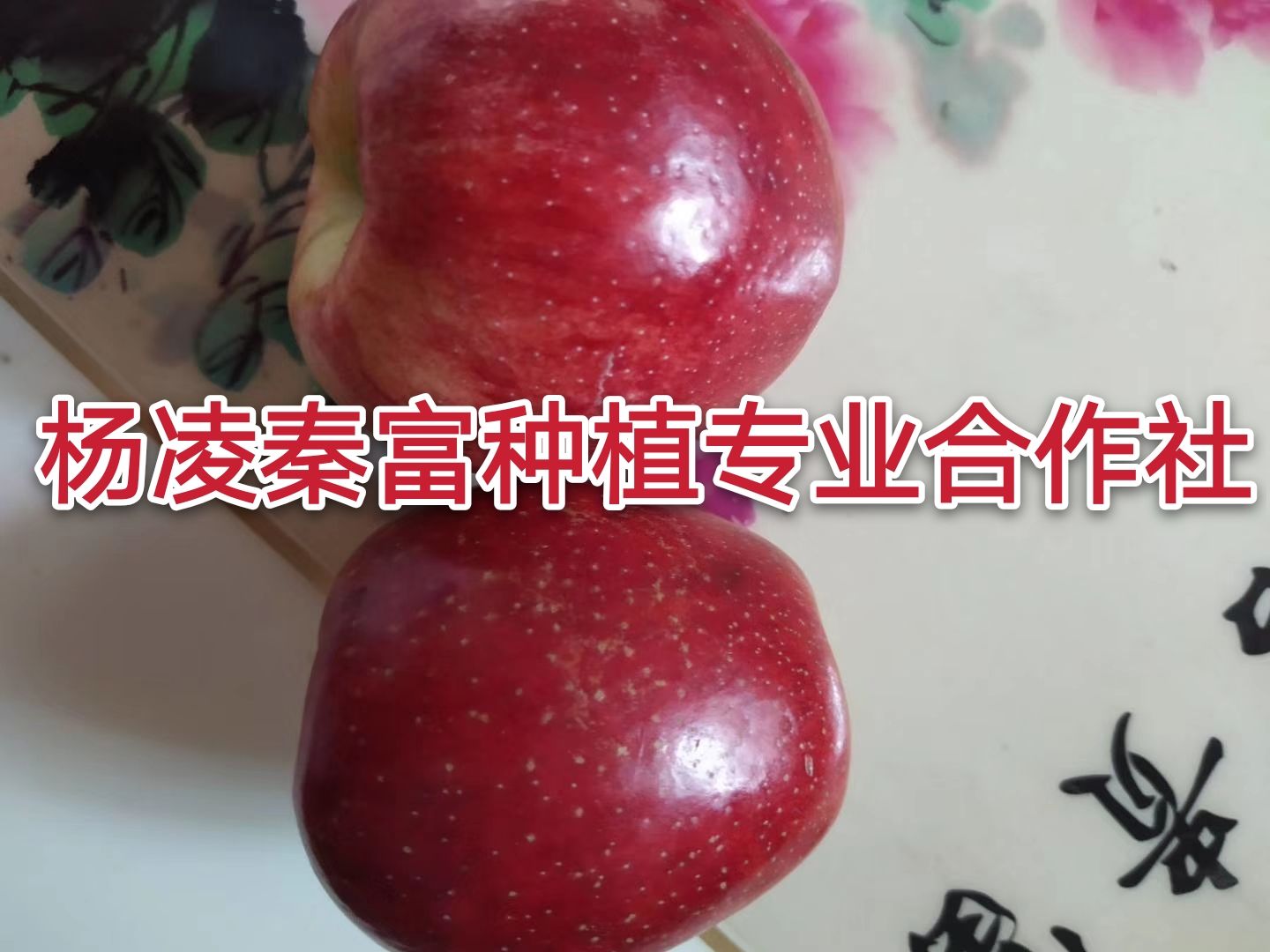 鲁丽苹果苗  【鲁  丽】乔化二年生成品苗