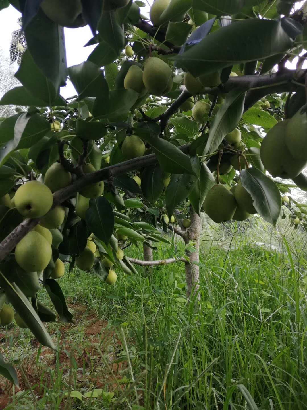  酥梨熟了，又脆又甜，家庭果园，不打除草剂，大自然的芳