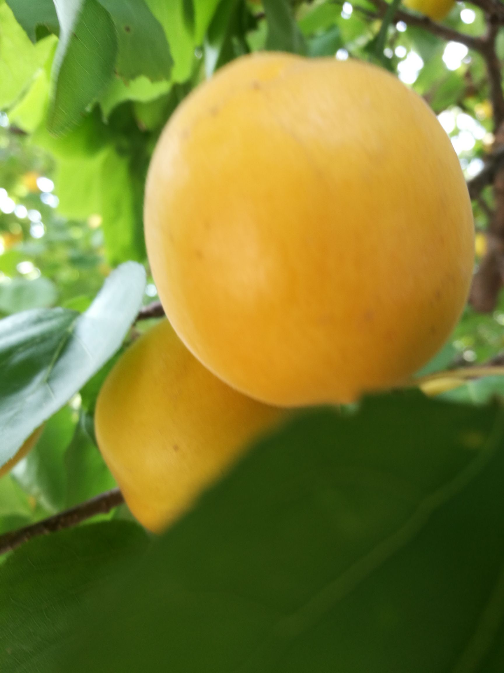  新品种杏树苗 荷兰香蜜杏