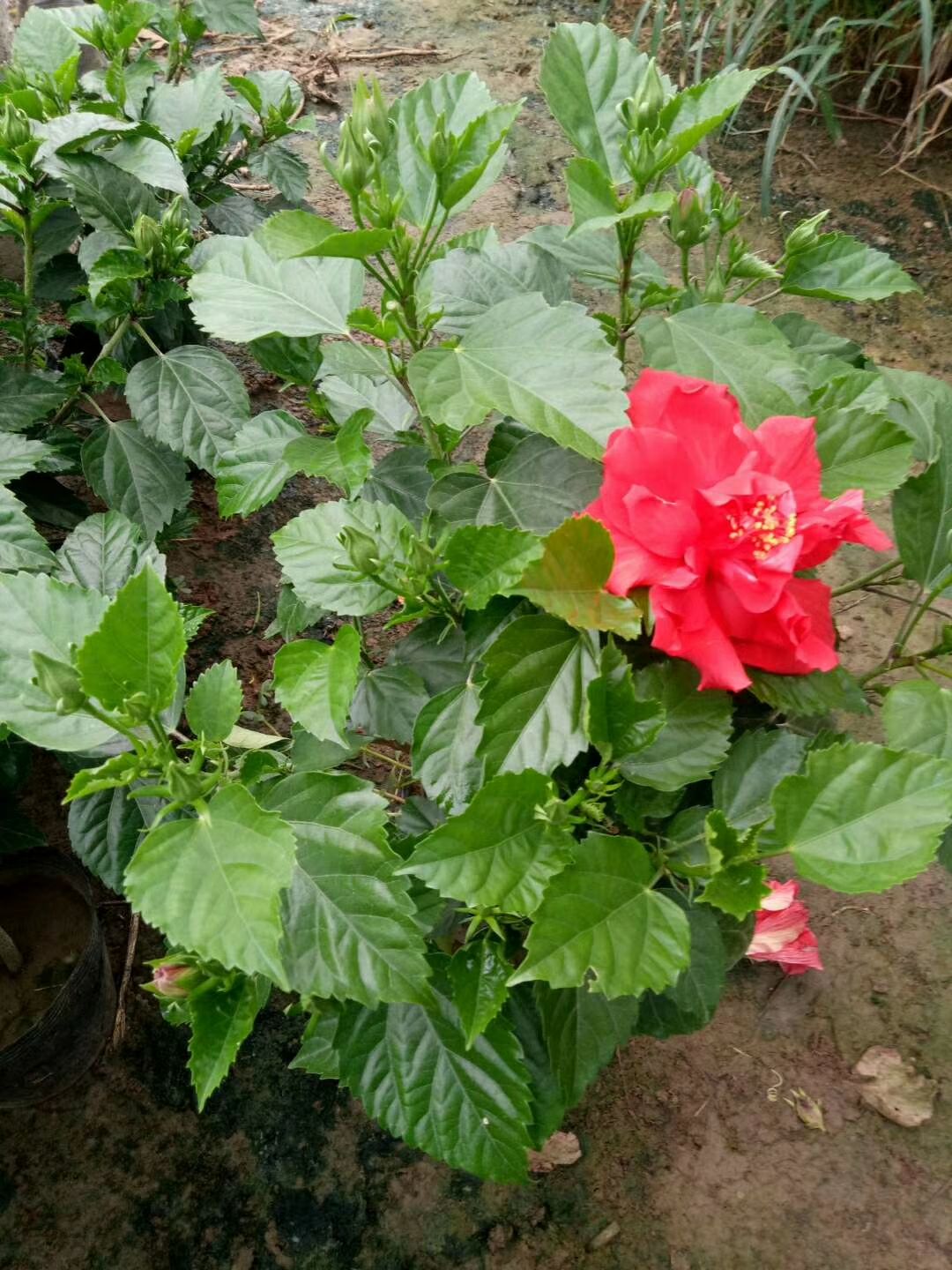  扶桑花 朱槿、佛桑、佛槿、大红花、赤槿 盆栽