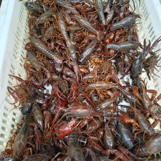 江口县 大量出售龙虾苗及种虾，商品虾
