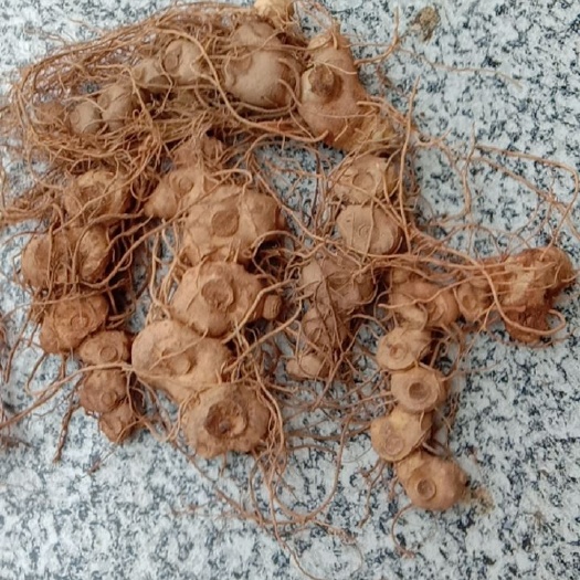 崇阳县深山老林的的姜型黄精