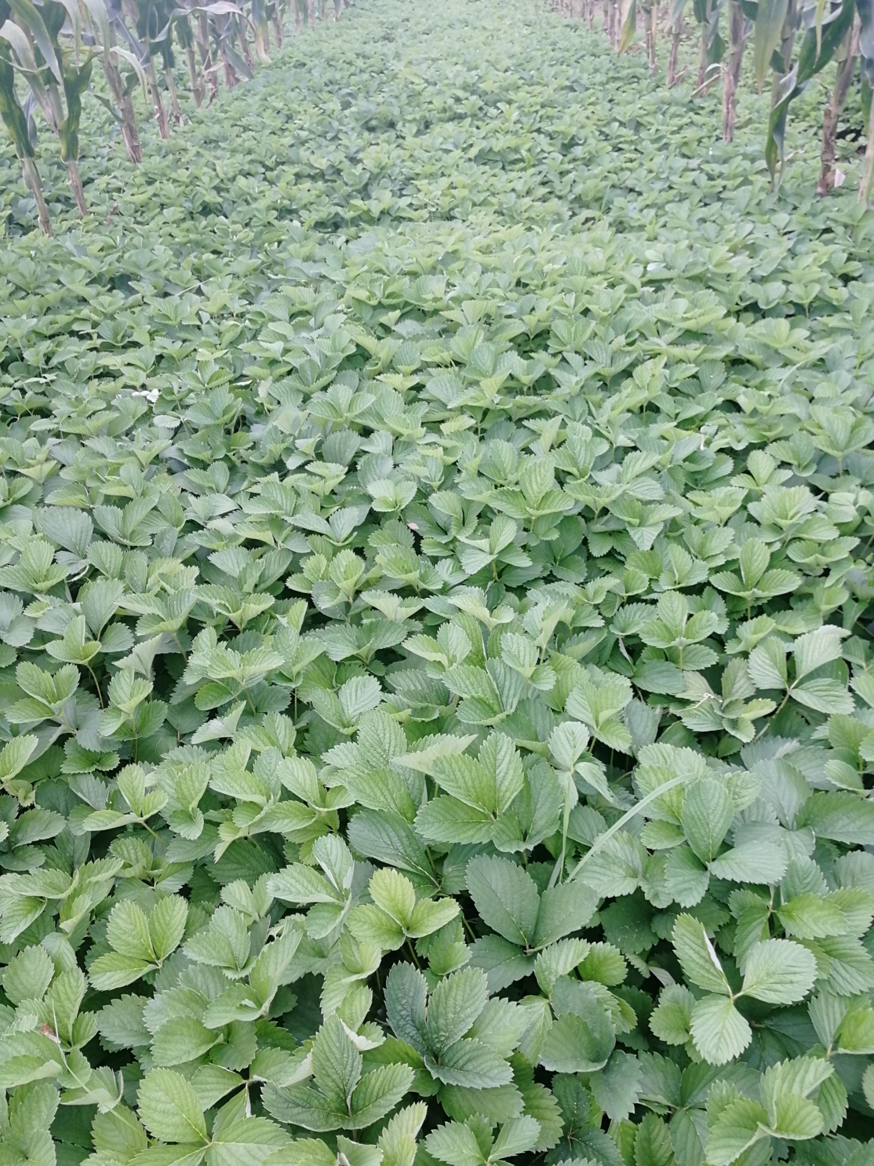  法兰地草莓苗批发，量大优惠