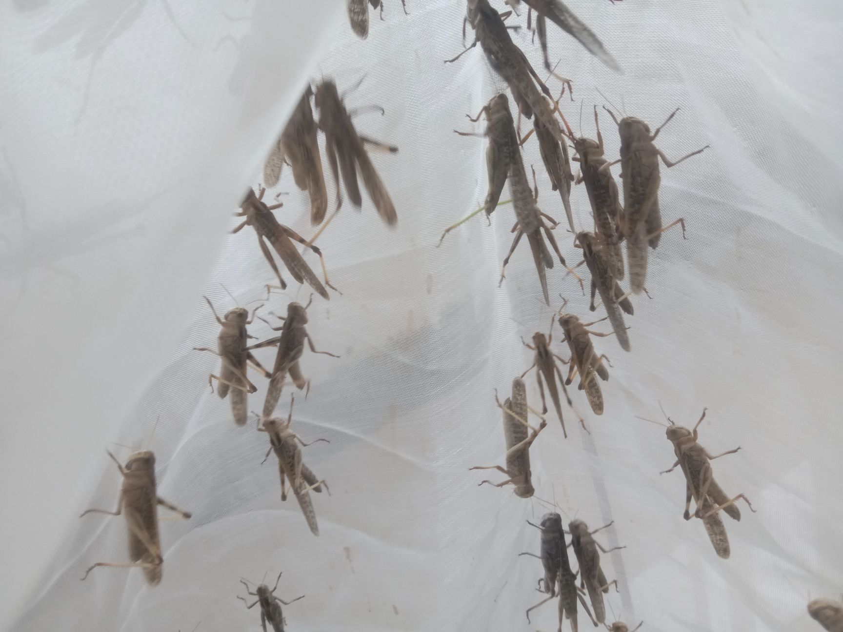 东亚飞蝗 活体。