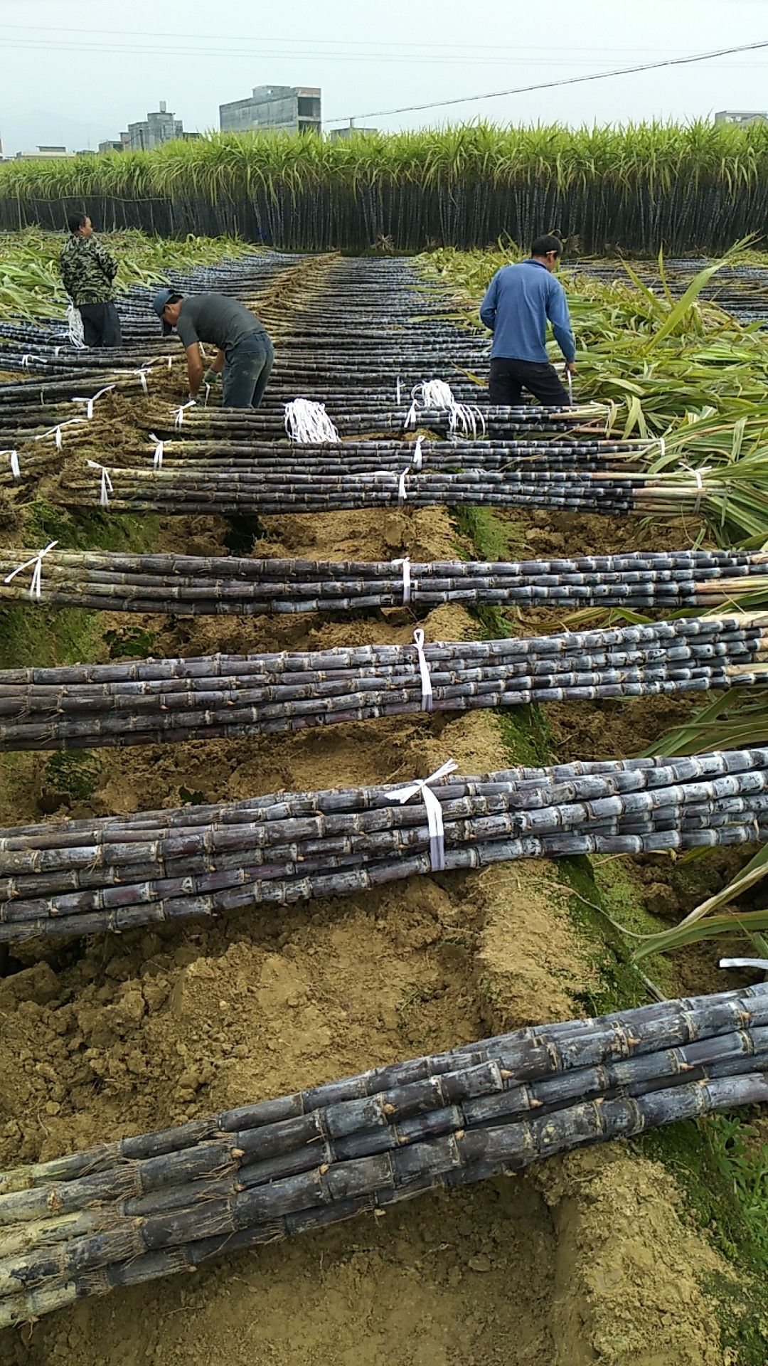 精品甘蔗节长 粗大产地直销 口感脆甜，提供回头车，免费吃住！