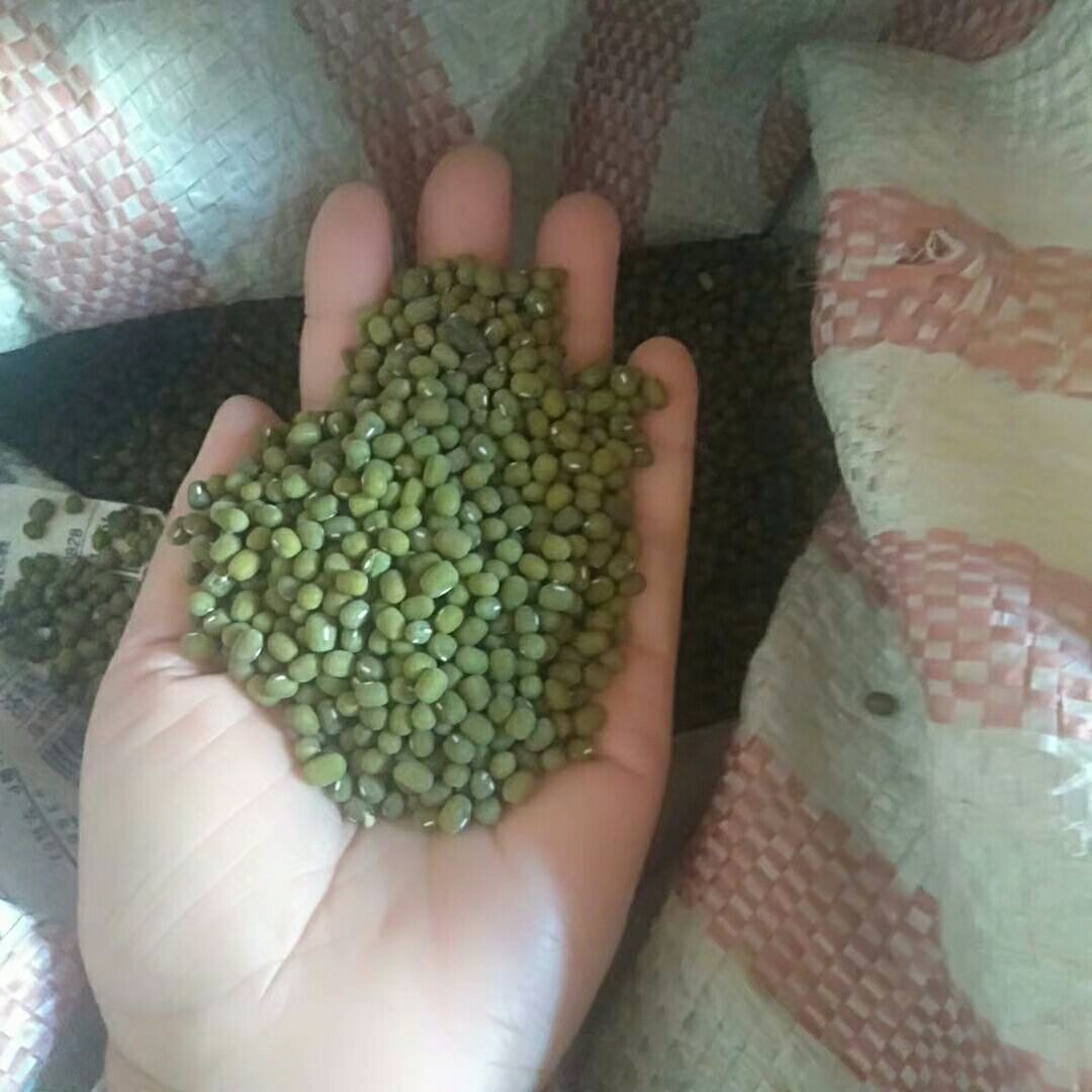 毛绿豆 散装 1等品