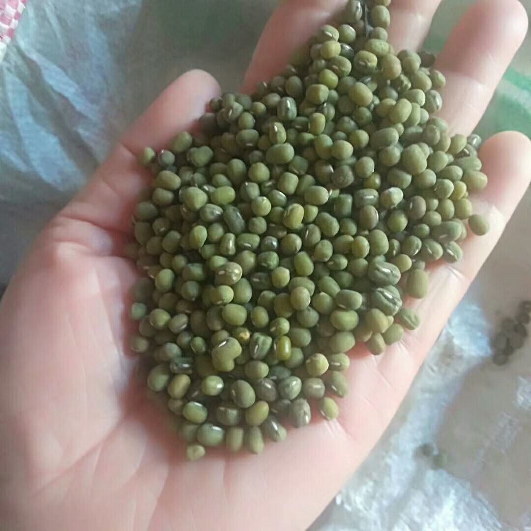 毛绿豆 散装 1等品