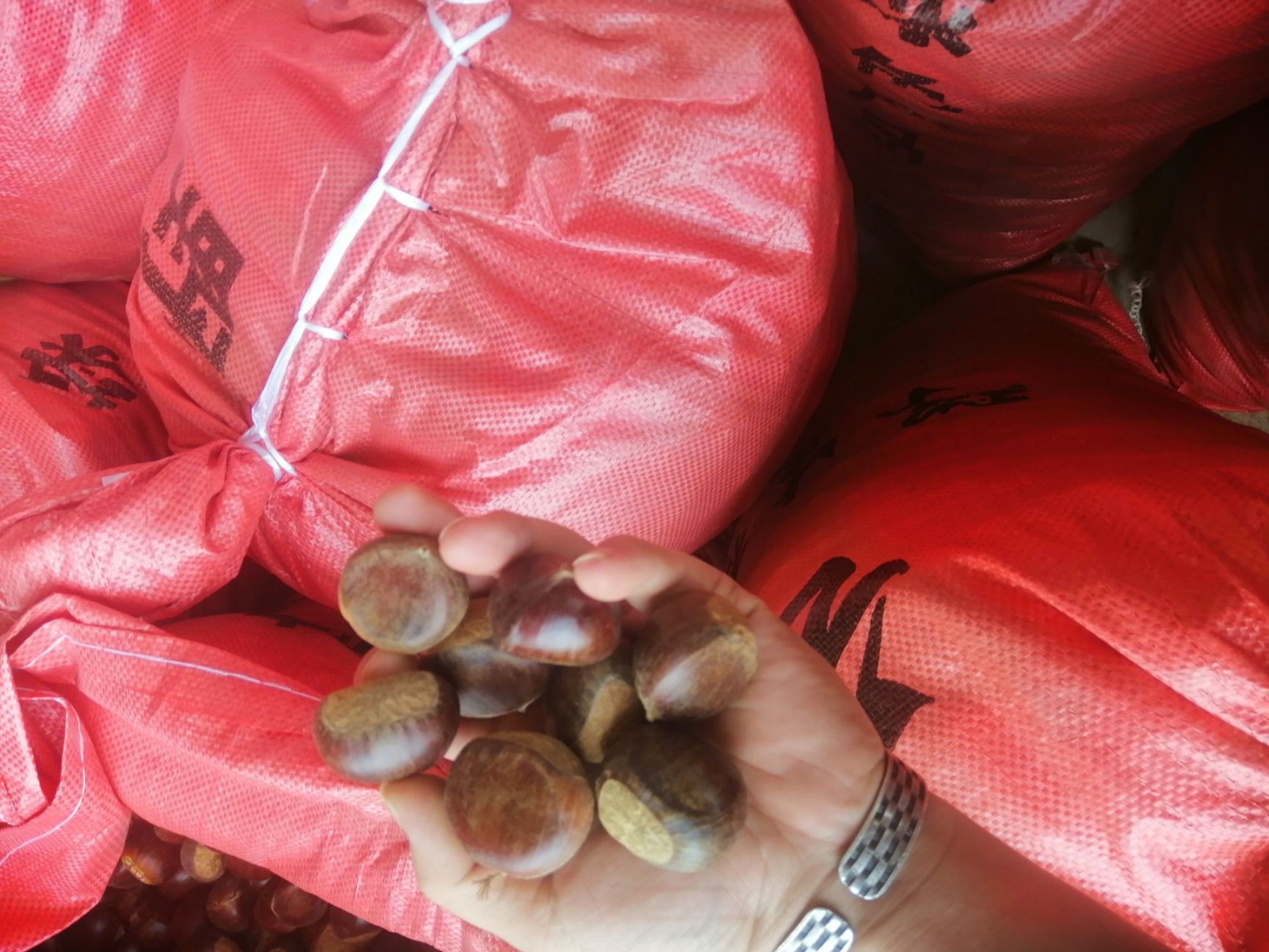  云南板栗，专业代收，什么货都有。