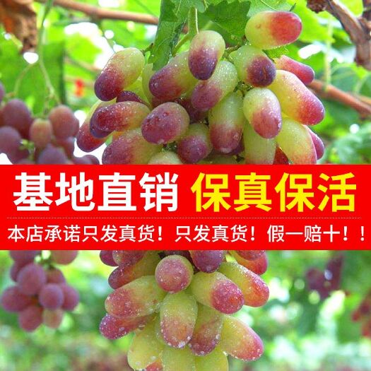 平邑县 金手指葡萄苗当年结果嫁接苗包成活现挖发货南北方种植均可产量