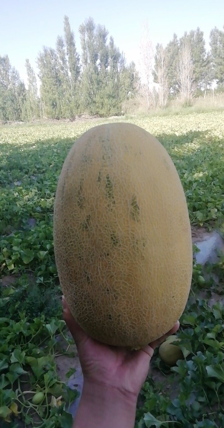 西州密17号 西州密十七，二十五，大量现货，每公斤六毛到一块