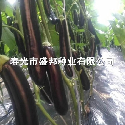 寿光市茄子苗  瑞克斯旺765   布利塔  嫁接苗  绿把长茄