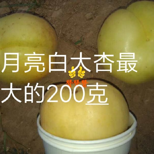 商丘香白杏树苗 月白大杏香甜可口，请看一次性杯子口上。