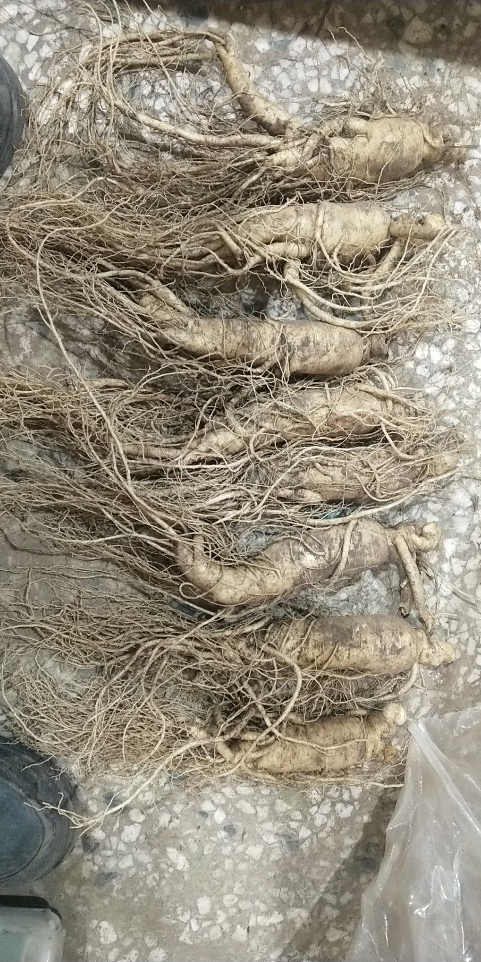  各种新鲜人参。白参，红参，只要是参类的产品我这里都有