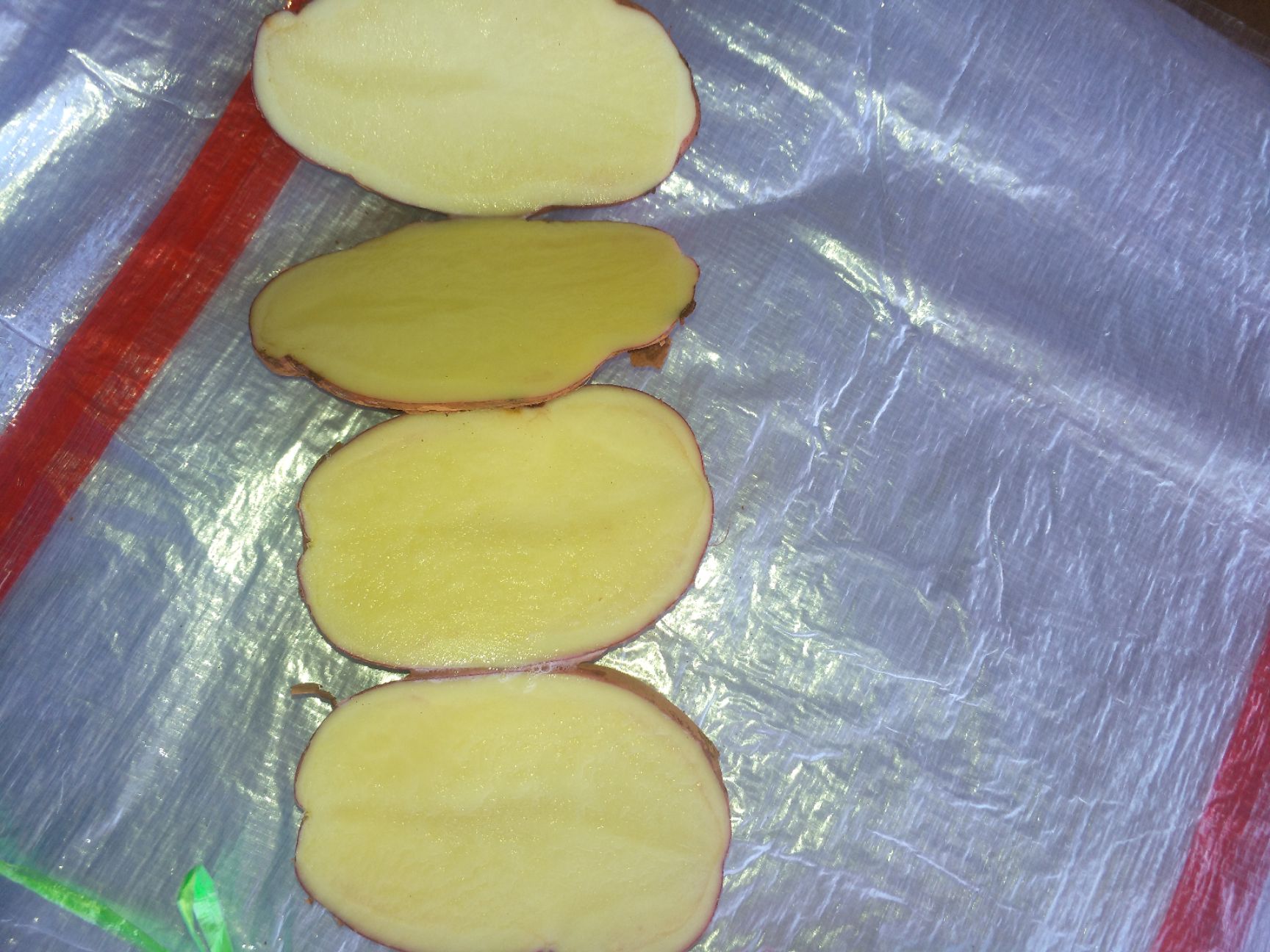 黄心土豆  云南土豆红皮黄心。白皮黄心。大量有货。质杠杠